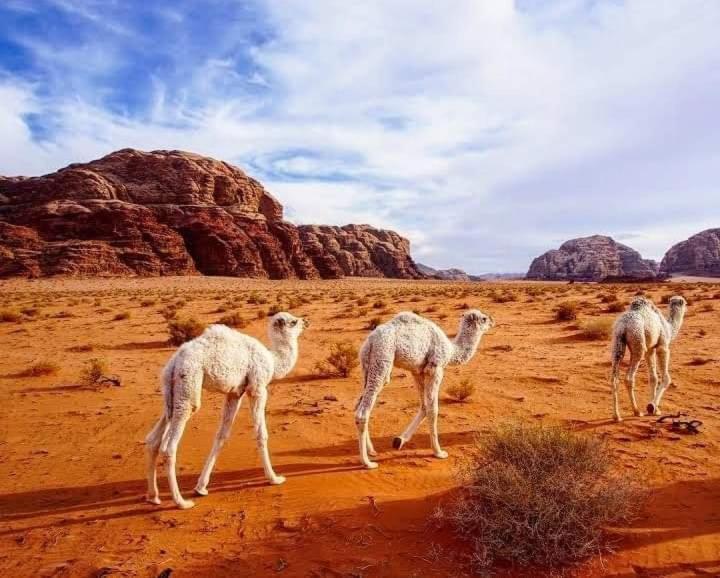 Enad Desert Camp 瓦迪拉姆 外观 照片