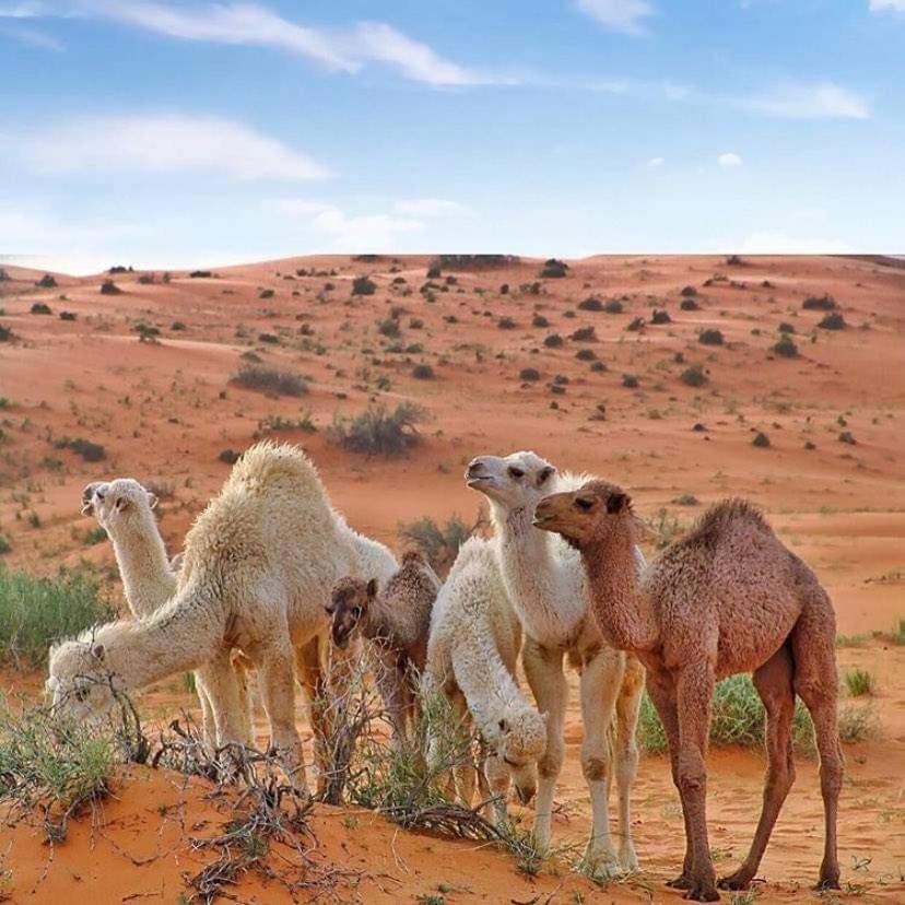 Enad Desert Camp 瓦迪拉姆 外观 照片